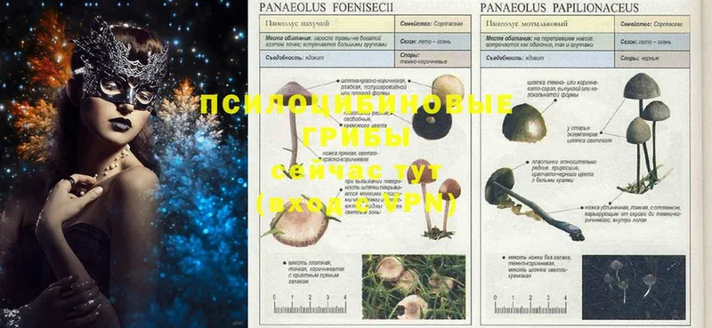 Псилоцибиновые грибы Psilocybine cubensis  купить наркотики цена  Абинск 